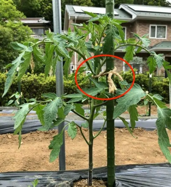 支柱 仕立てが不要の品種も ミニトマト栽培の簡単 丈夫な支柱の立て方 農家web