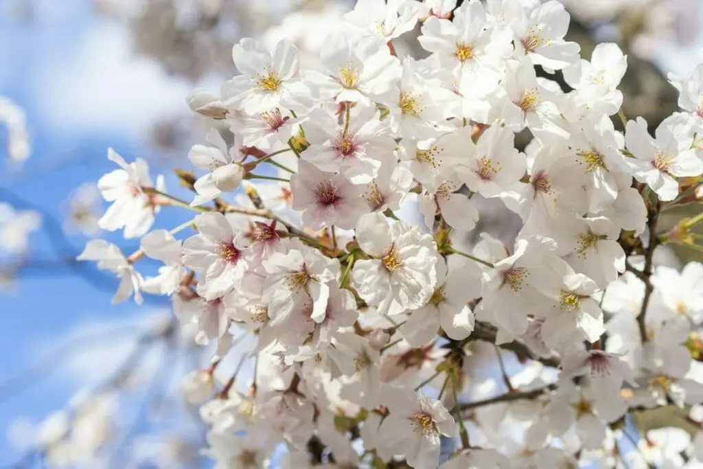 桜（桜の木）に肥料を与えたい！やり方とおすすめの肥料 | 農家web
