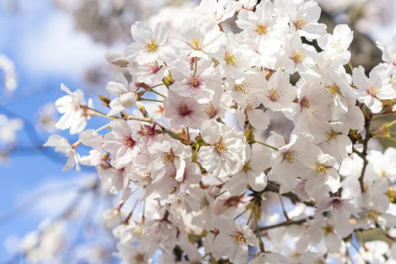 桜 桜の木 に肥料を与えたい やり方とおすすめの肥料 農家web