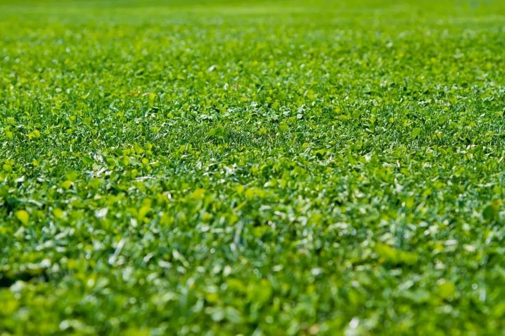 ティフトン芝におすすめの肥料は おすすめティフトン芝肥料をご紹介 農家web