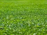 イネ科雑草から広葉雑草まで幅広く効く アージラン液剤について徹底解説 農家web