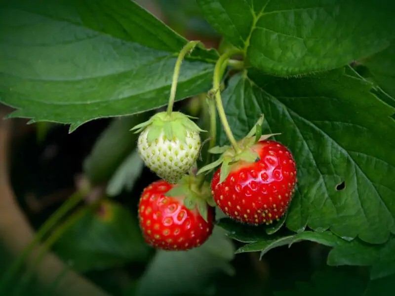 読めば流れがわかる イチゴの基礎知識とイチゴの栽培方法の基本 農家web