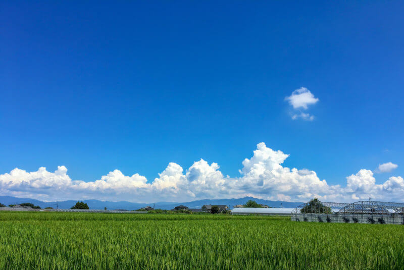 水稲 水田 田んぼ に使えるおすすめ水稲除草剤 農家web