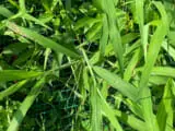 オオアレチノギクの除草 防除方法とおすすめ除草剤 農家web
