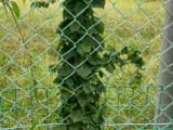 オオアレチノギクの除草 防除方法とおすすめ除草剤 農家web