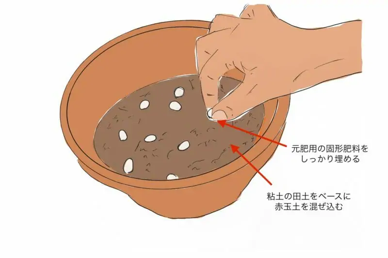 睡蓮 スイレン におすすめの肥料は 睡蓮の肥料の与え方 農家web