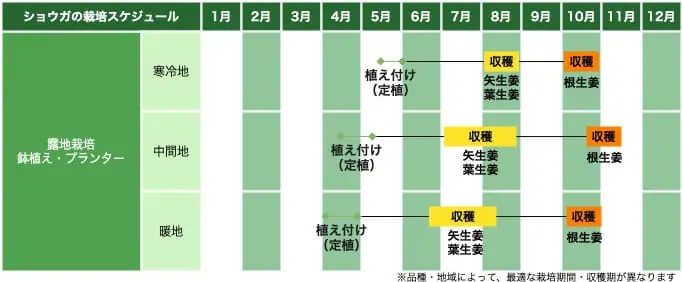 香味野菜として人気 ショウガ 生姜 の基礎知識と栽培方法の基本 農家web