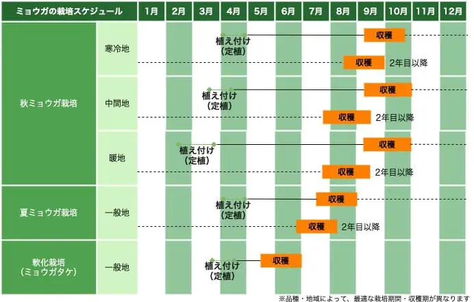 日本古来の野菜を育てる ミョウガ 茗荷 の基礎知識と栽培方法の基本 農家web