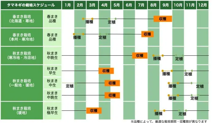 育ててみよう タマネギ 玉ねぎ の基礎知識と栽培方法の基本 農家web