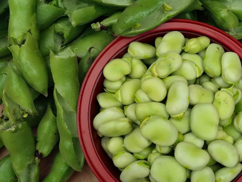 読めば流れがわかる ソラマメ 空豆 の基礎知識と栽培方法の基本 農家web