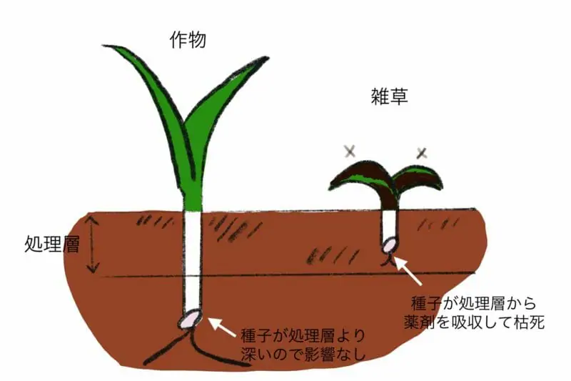 効果的な除草剤の使い方 撒き方を徹底解説します 農家web