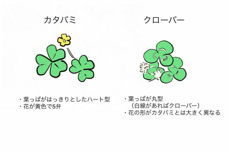 カタバミをしっかり除草するには 芝生に生えた場合の対応もご紹介 農家web