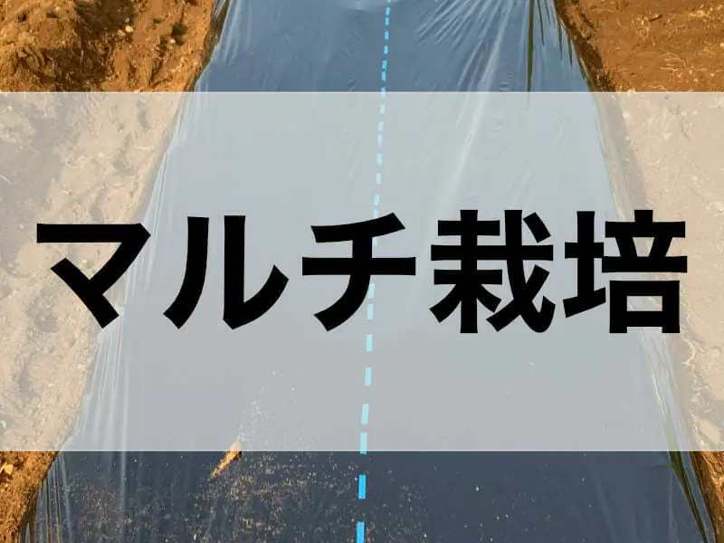 土寄せが不要 楽に育てるジャガイモのマルチ栽培 農家web