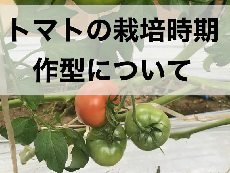 トマトの栽培時期は夏 栽培時期と作型について 農家web