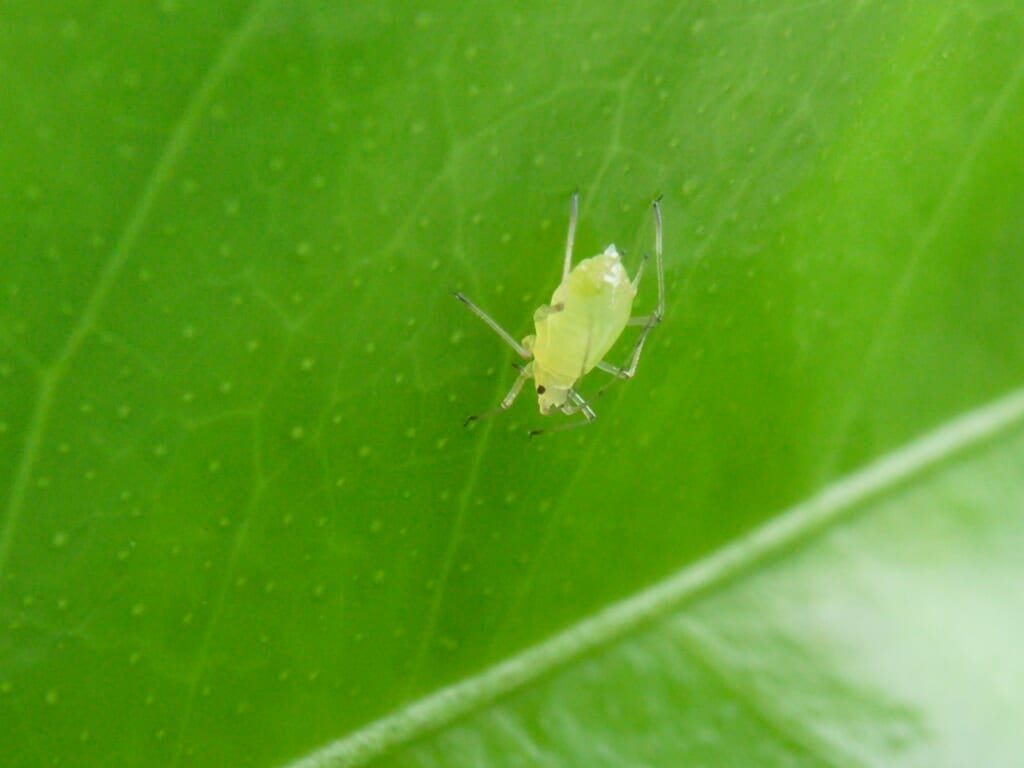 オクラの葉裏に大量発生しているアブラムシ