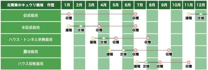 キュウリの栽培時期は夏 栽培時期と作型について 農家web