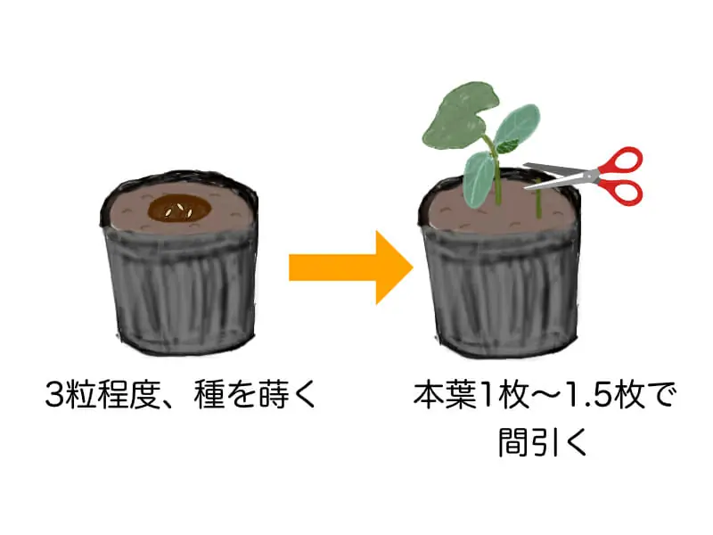 これでわかる キュウリの種まきと育苗の方法 農家web