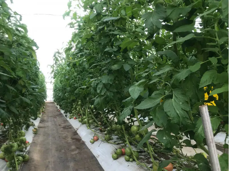 トマト栽培をハウスで トマトの施設栽培について 農家web