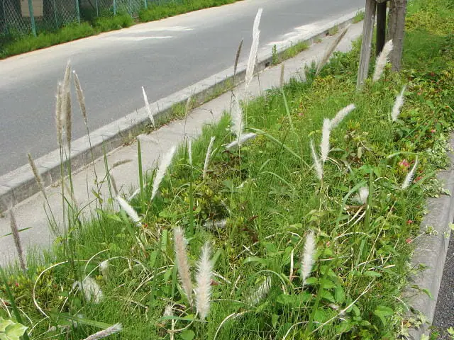 イネ科雑草について 生態から除草 防除方法まで徹底解説 農家web