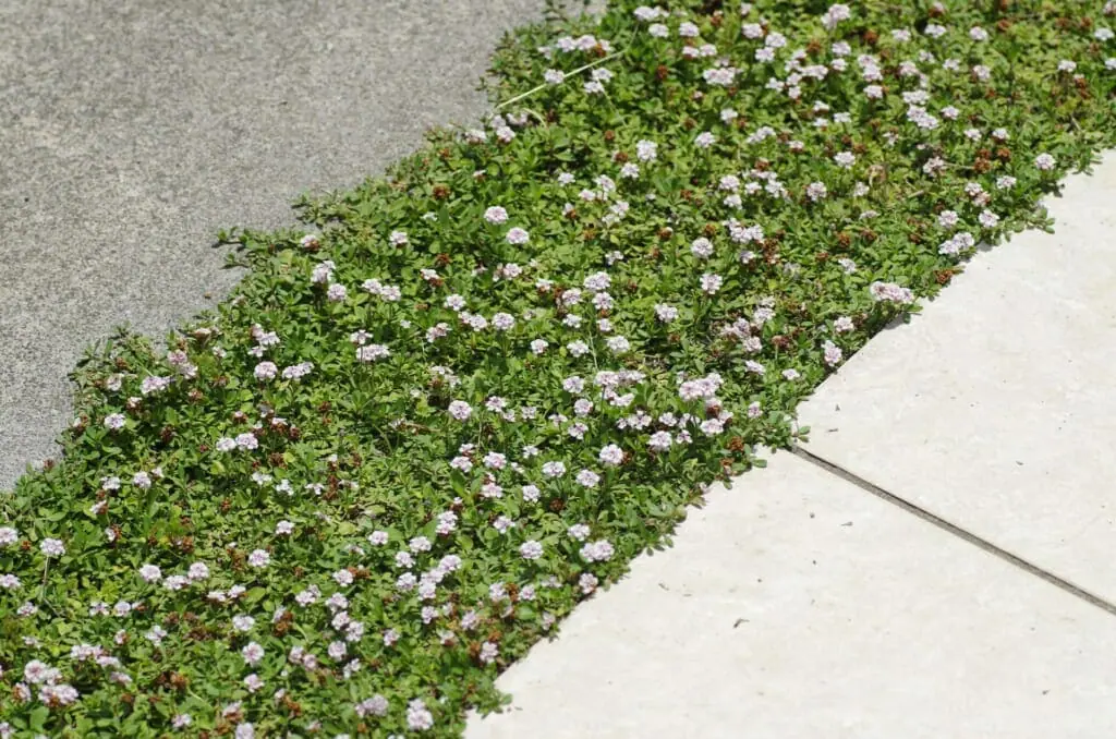 芝生の代わりになる植物 グランドカバーについて 農家web