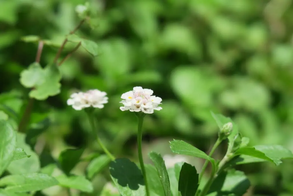 マメ科雑草について 生態から除草 防除方法まで徹底解説 農家web