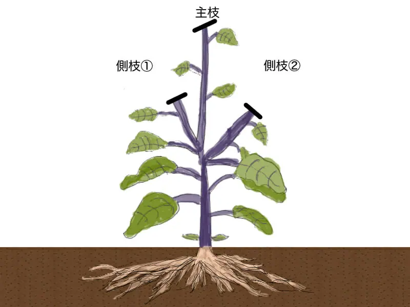 ナス 茄子 の育て方 栽培方法の基本 農家web