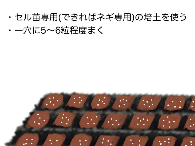 九条ネギ・万能ねぎ・小ネギなど葉ネギの栽培方法の基本 | 農家web