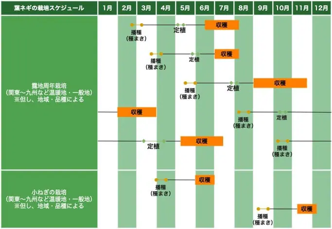 気軽に始める 葉ネギ 小ネギ 万能ねぎのプランター栽培ターでも育てることができる プランターでの葉ネギ 小ネギ栽培 農家web