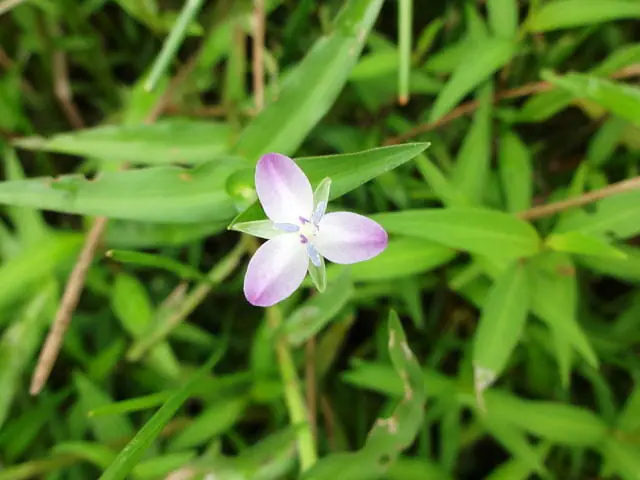 厄介な水田雑草 イボクサについて生態から除草 防除方法まで徹底解説 農家web