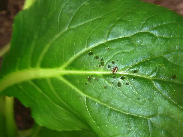 キスジノミハムシを駆除 防除する農薬について 農家web