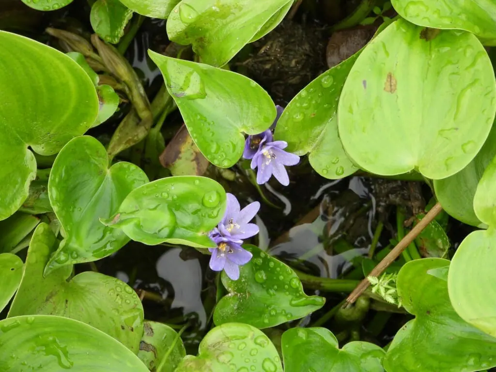 厄介な水田雑草 コナギについて生態から除草 防除方法まで徹底解説 農家web