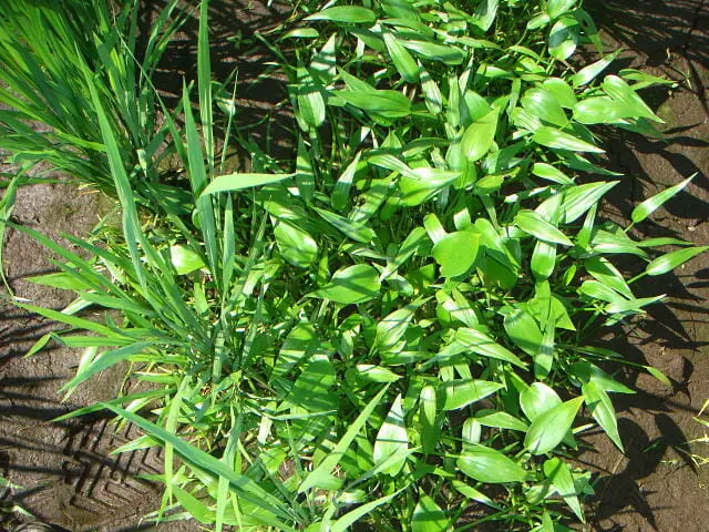 厄介な水田雑草 コナギについて生態から除草 防除方法まで徹底解説 農家web