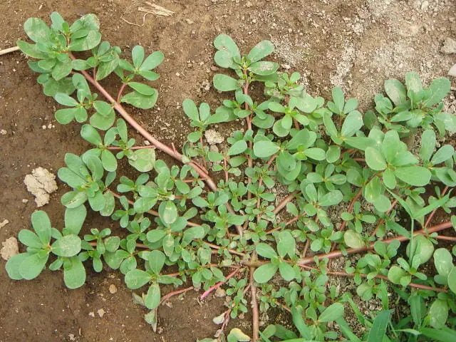 スベリヒユの除草 防除方法とおすすめ除草剤 農家web