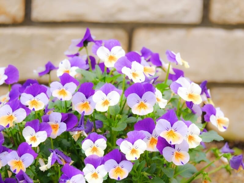 白と紫の花満開の綺麗なビオラ