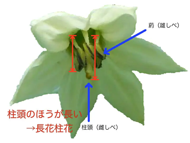 天ブックス: 花卉の栄養生理と施肥新版 - 細谷毅 - 9784540941337 : 本 