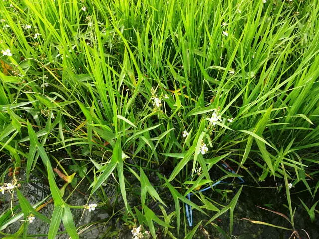 水田雑草オモダカについて 生態から除草 防除方法まで徹底解説 農家web