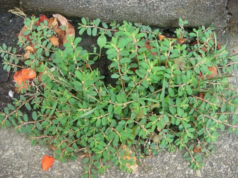 芝生に生える雑草と芝生に似た雑草の正体 農家web