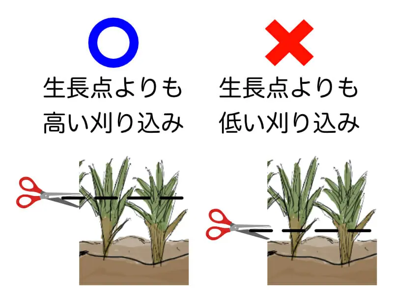 芝生の軸刈り ジク刈り とは 原因と対処法 農家web