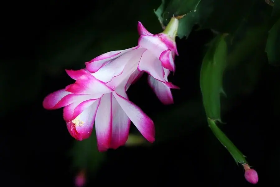 冬に鮮やかな花を咲かせるシャコバサボテン 咲く時期と花色は 農家web