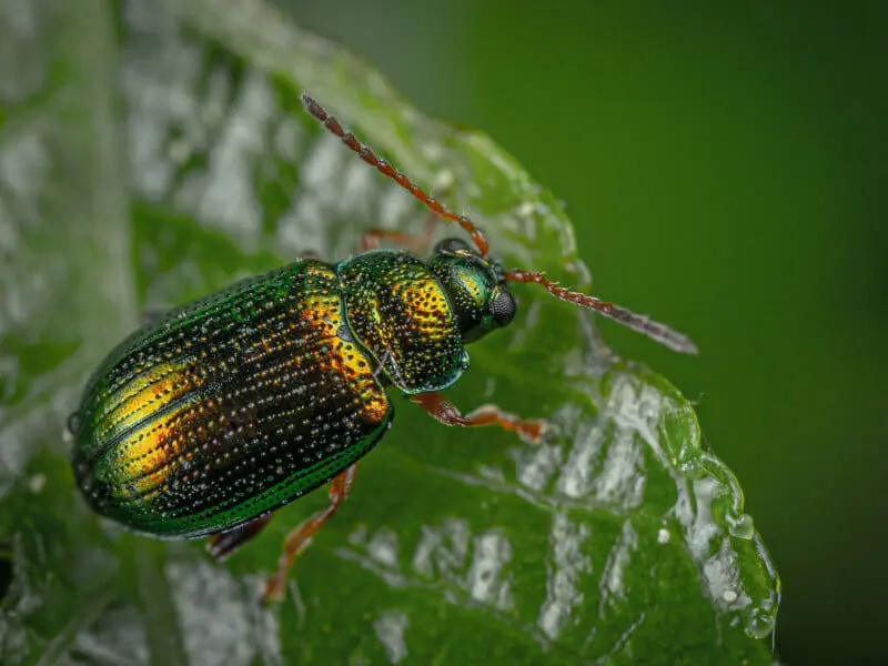 芝生に現れる黒い虫の正体は ハグロケバエの生態と防除方法 農家web