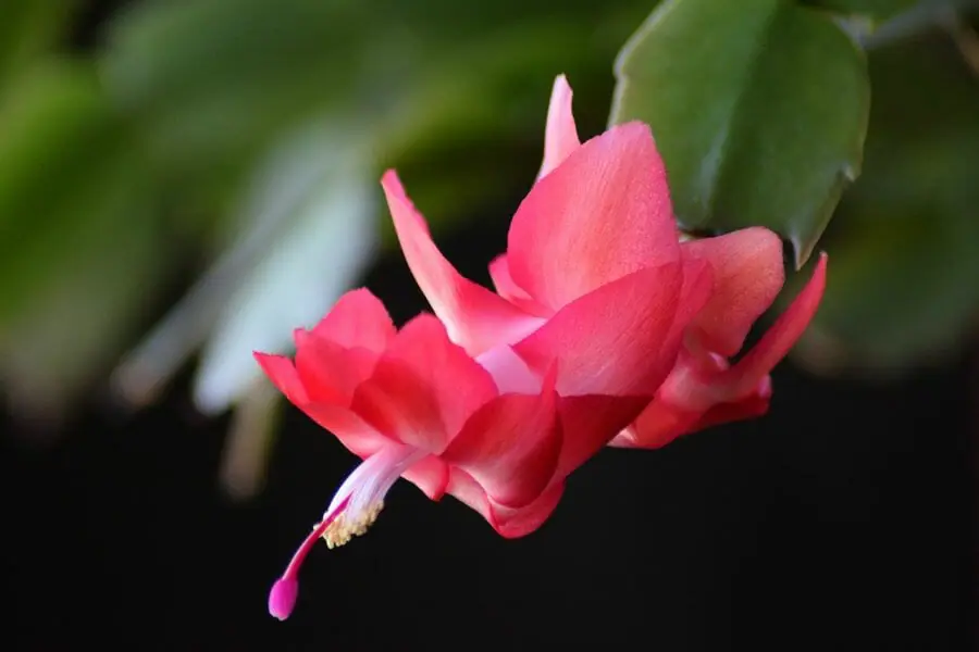 シャコバサボテンを美しく咲かせる育て方のポイント 農家web