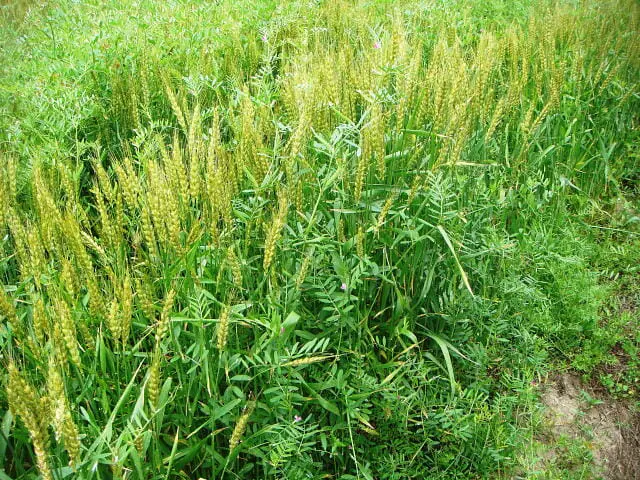 カラスノエンドウの除草 防除方法とおすすめ除草剤 農家web