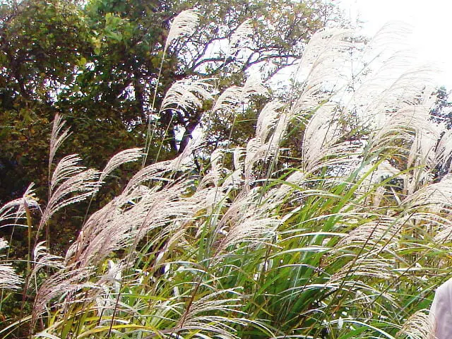 ススキの除草 防除方法とおすすめ除草剤 農家web