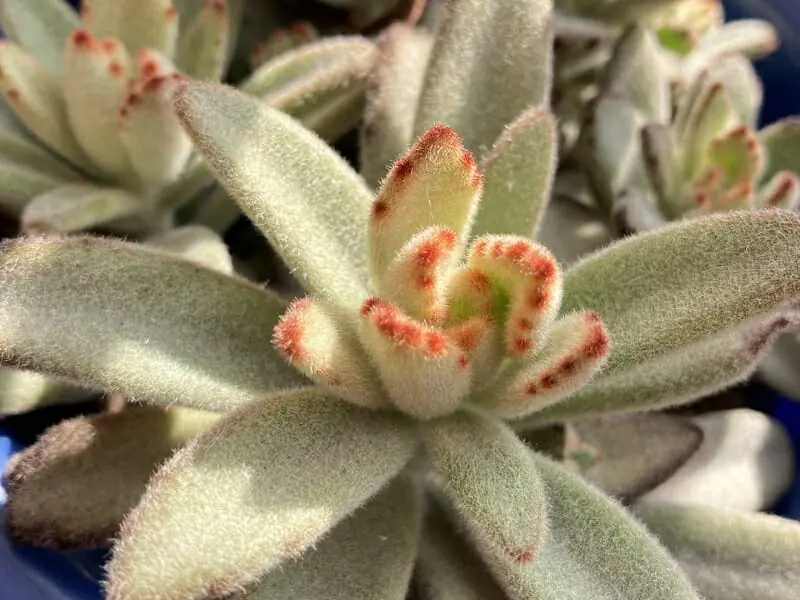 多肉植物 ミニ月兎耳♡紅葉してパステルカラーのモフモフ♫鉢付き