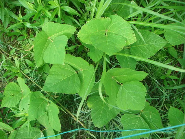 難雑草クズについて 生態から除草 防除方法まで徹底解説 農家web