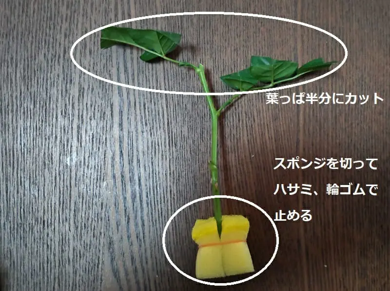 水栽培でふやすバラの挿し木 成功率を上げる方法とは 農家web