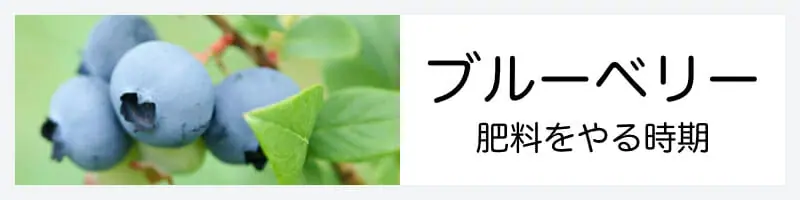 ブルーベリーの肥料時期 品種によって変わる 農家web