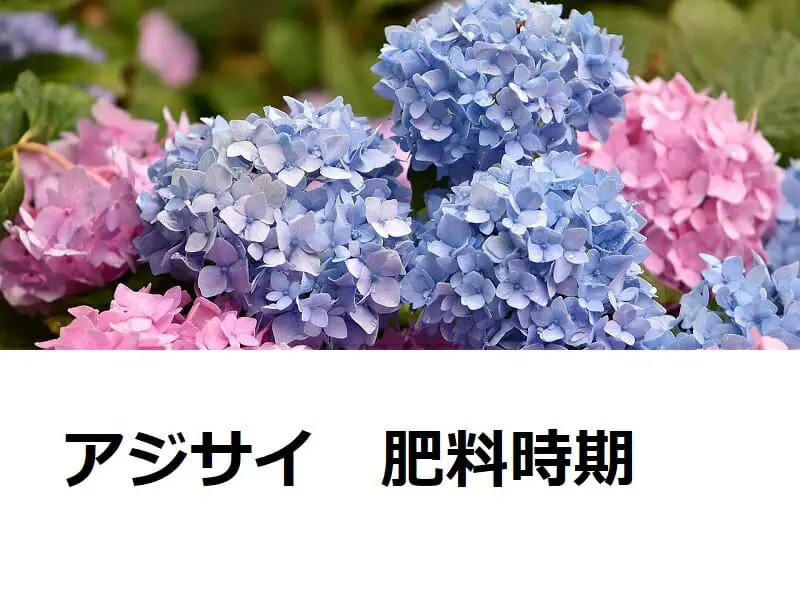 アジサイ 紫陽花 の肥料時期とやり方 農家web