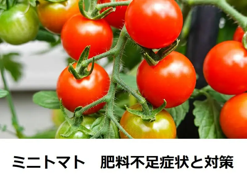 ミニトマトの肥料 肥料不足の症状とその対処法 農家web