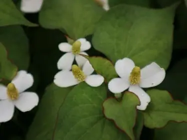 ドクダミ除草 除草剤の効果的な散布時期 使用方法 商品 除草方法のまとめ 農家web